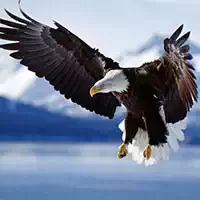 animals_jigsaw_puzzle_eagle ಆಟಗಳು