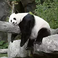 pandas_slide Oyunlar