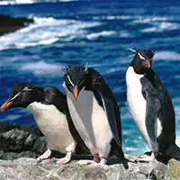 penguins_slide гульні