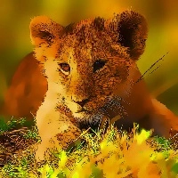 wild_baby_animals_jigsaw เกม